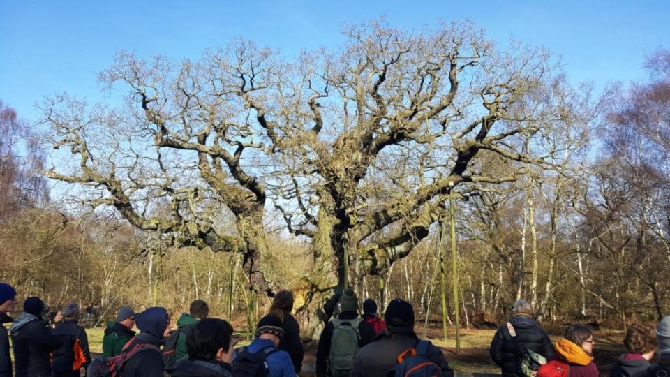 Arboriculturists around the Major Oak