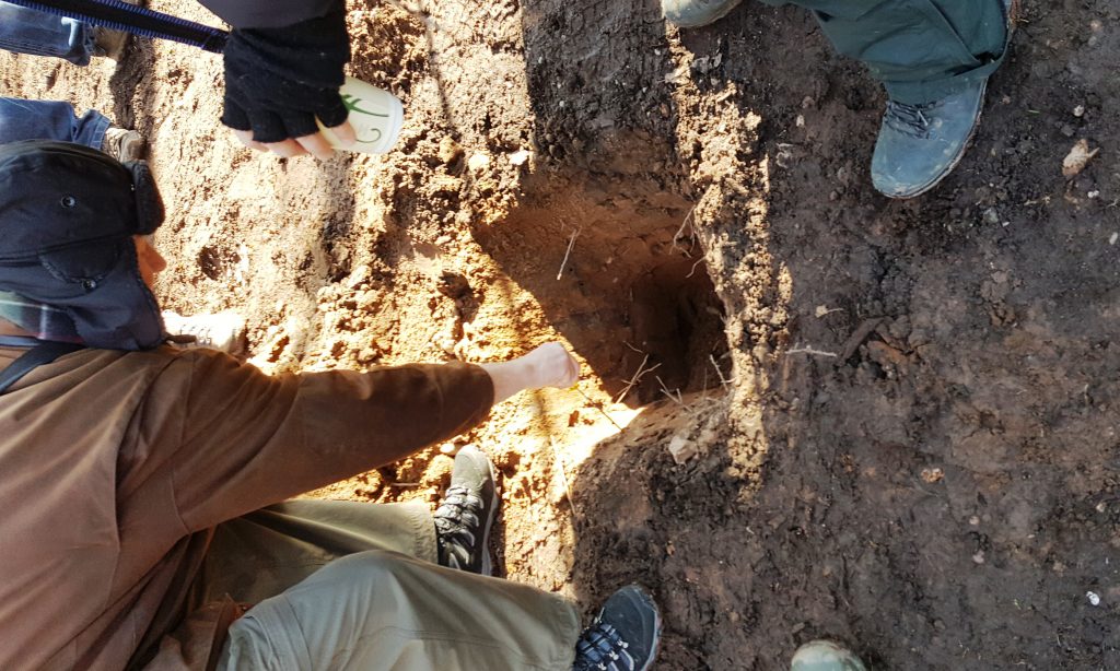 Arborists assess ground compaction under the Major Oak