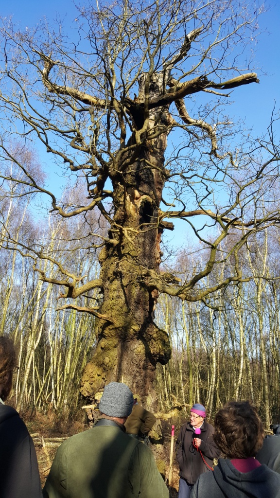 AWA Tree 2 Halo Ancient Tree Nottingham