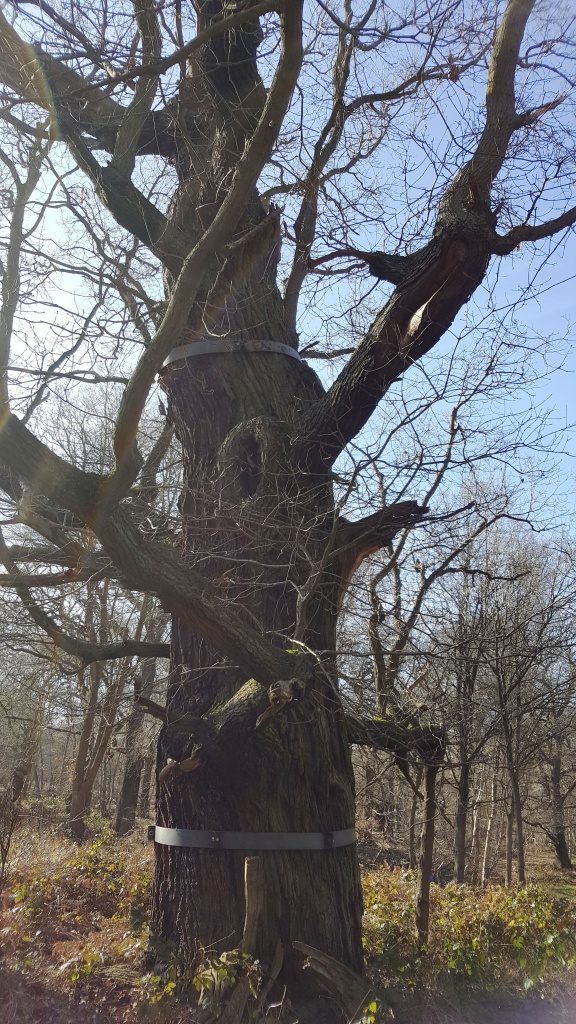 Ancient tree with metal belt