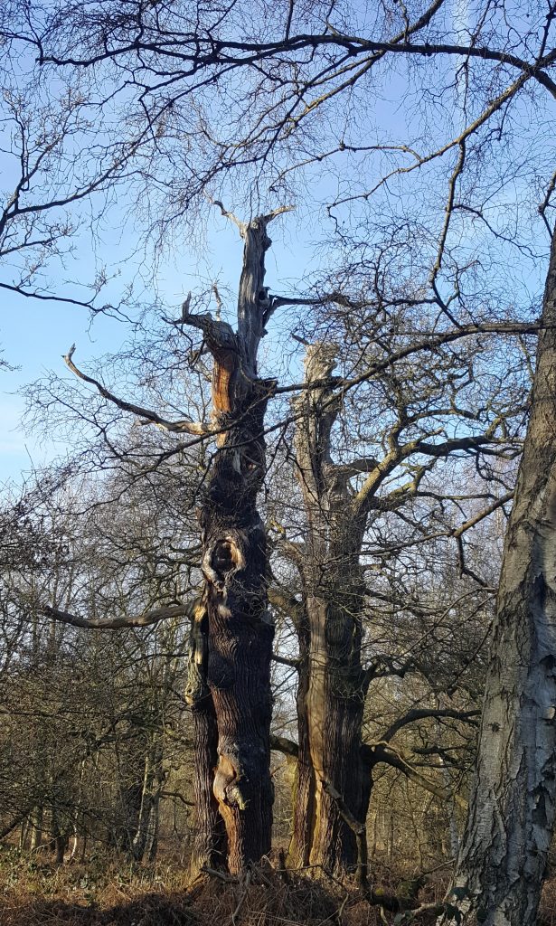 Cracking Ancient Tree, Sherwood Forest