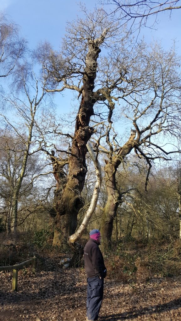 Ancient tree 