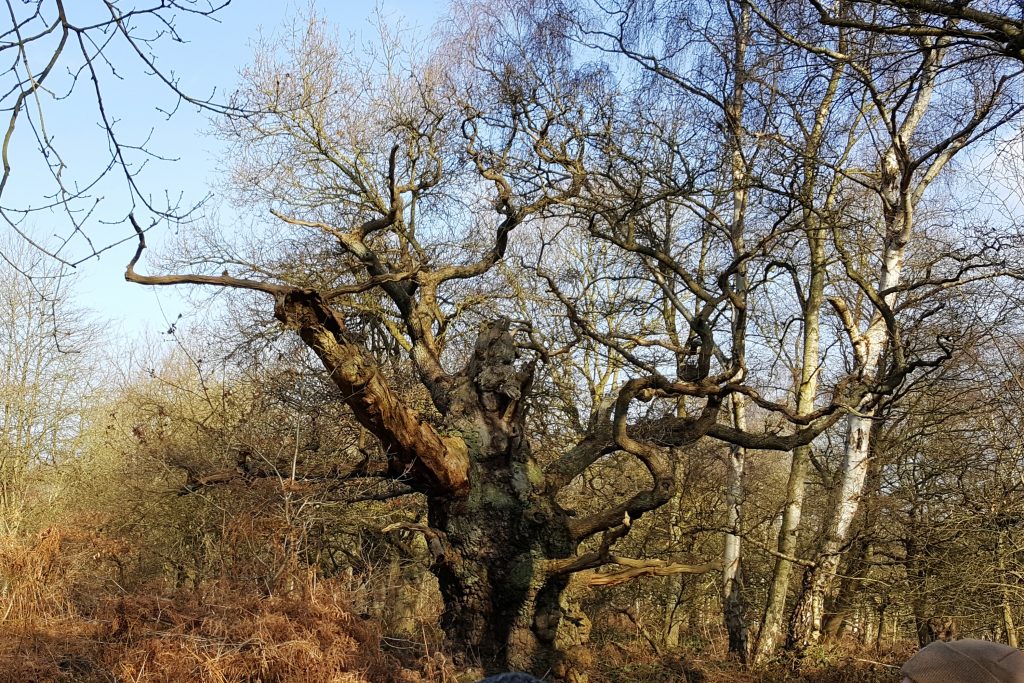 Tree 1: Stumpy. Ancient tree in Nottighamshire