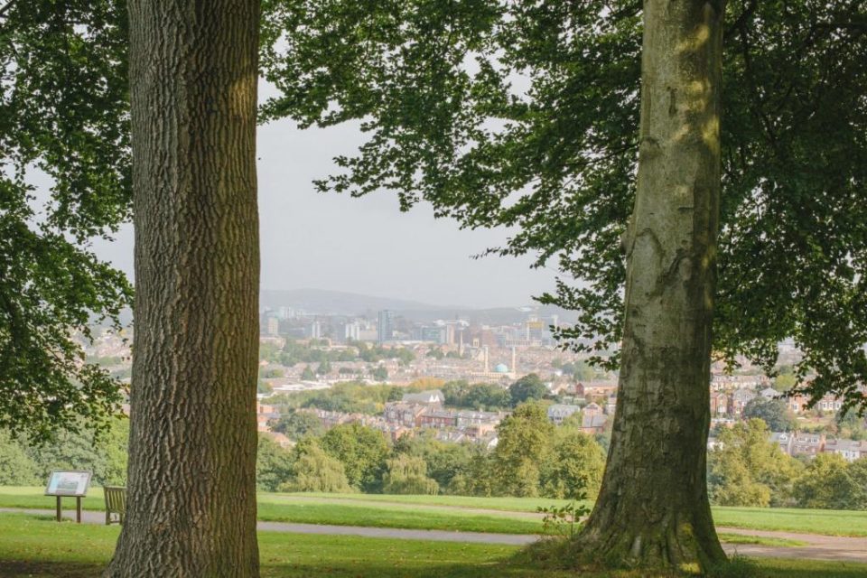 Sheffield Trees