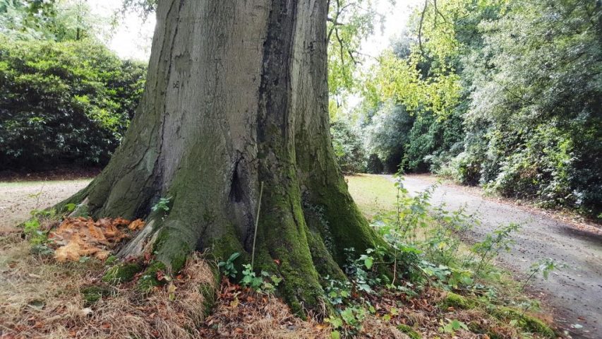 Tree Inspection AWA Trees