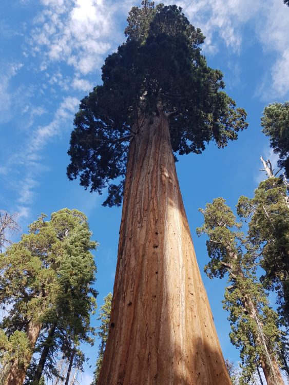 Sequoia and Kings Canyon National Park