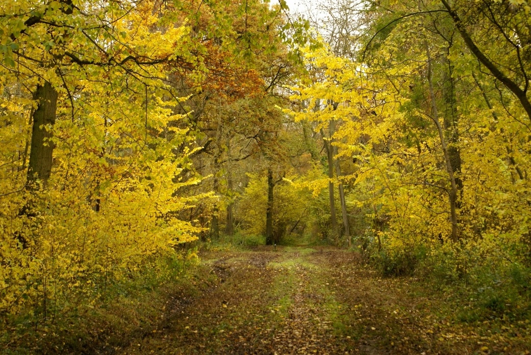 ‌Lincolnshire-Trees