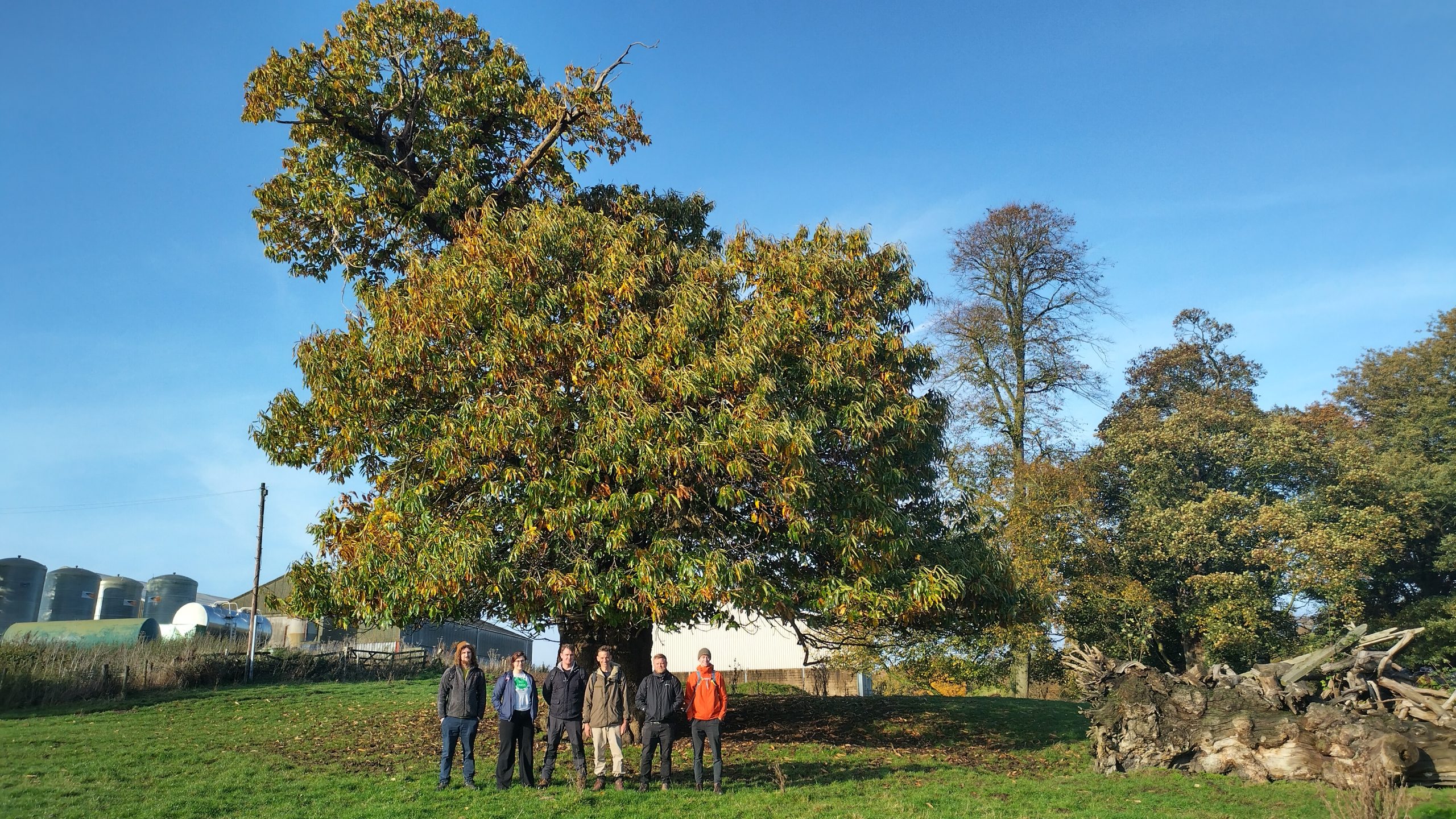 Tree-Consultants-North-Yorkshire