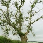 Ash-tree-die-back