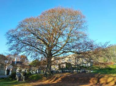 Awa trees - tree photo