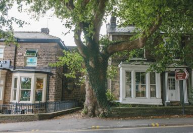 Tree Risk Identification